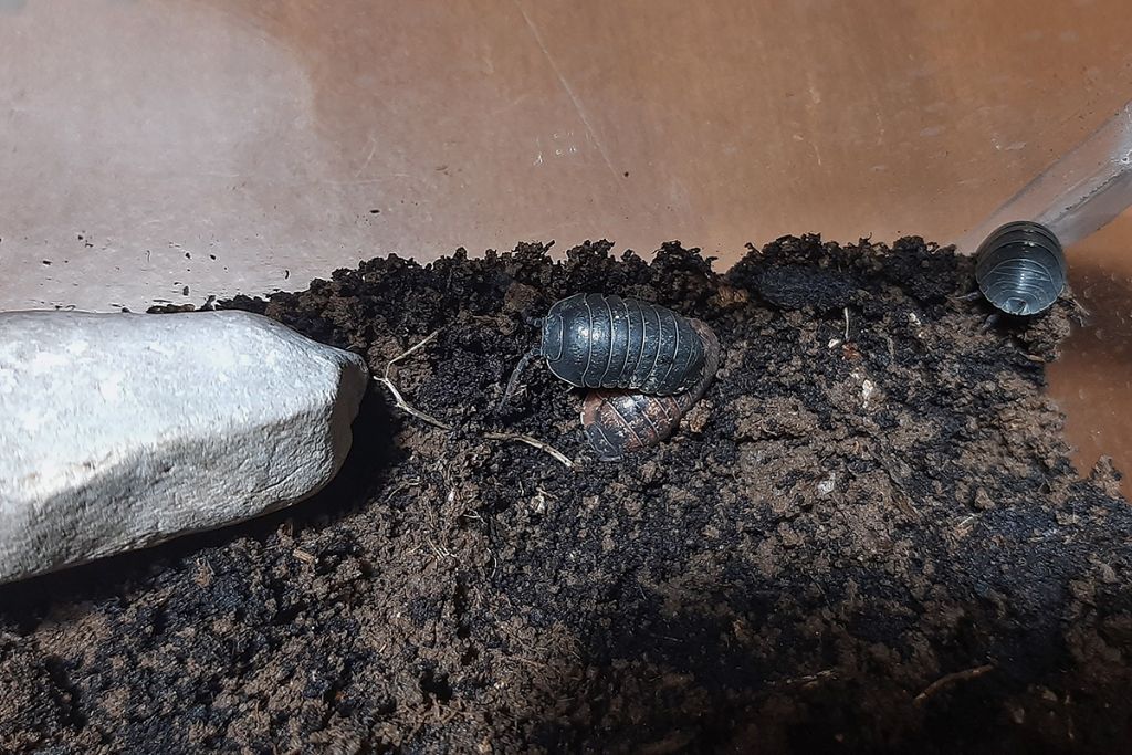 Armadillidiidae - Armadillidium sp.
